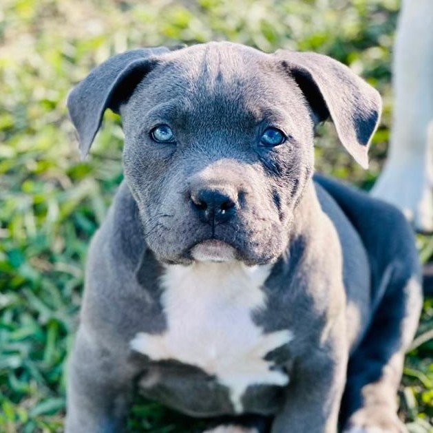 American Bully