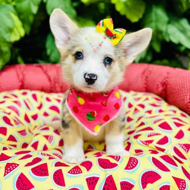 Pembroke Welsh Corgi 
